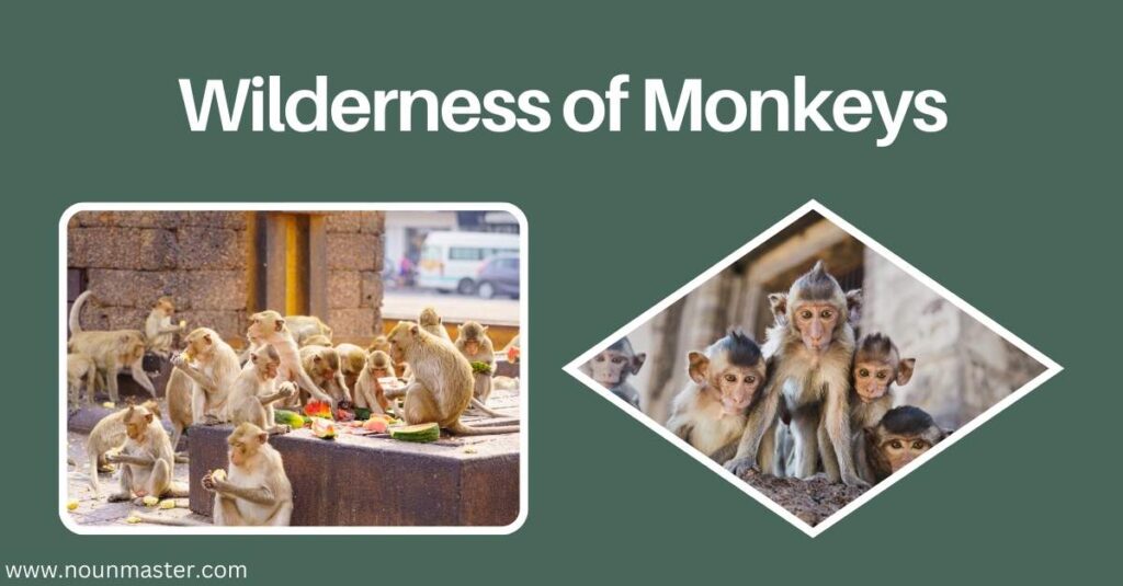 wilderness-of-monkeys