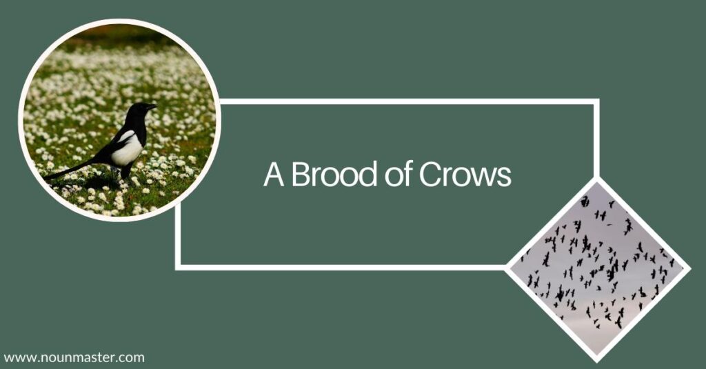 a-brood-of-crows