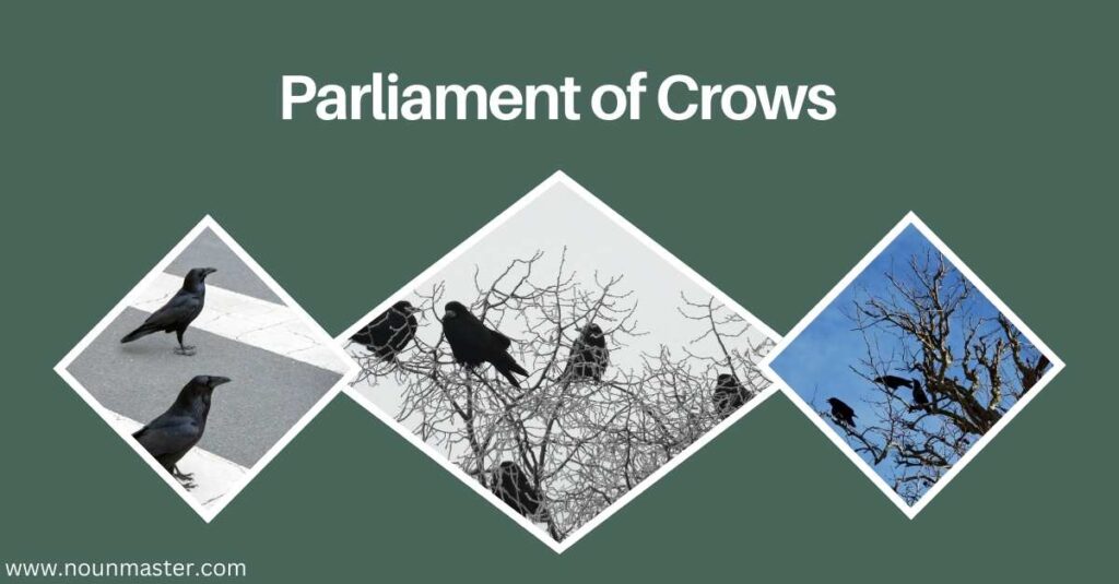 a-parliament-of-crows