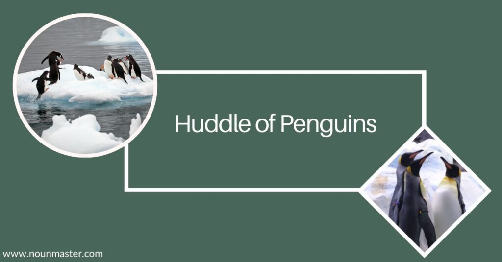 huddle-of-penguins