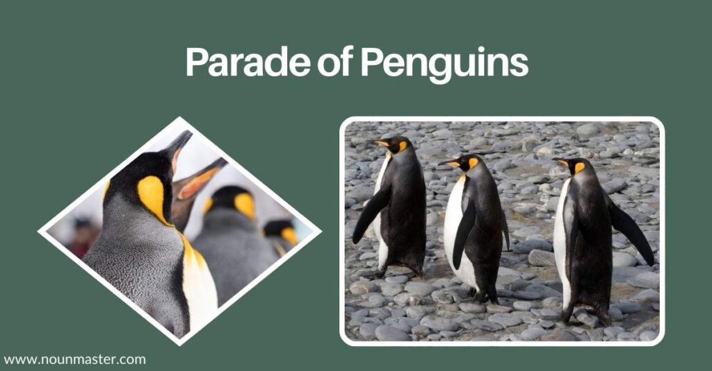 parade-of-penguins