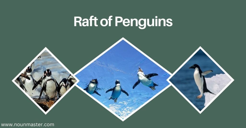 raft-of-penguins