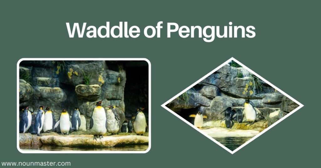 waddle-of-penguins