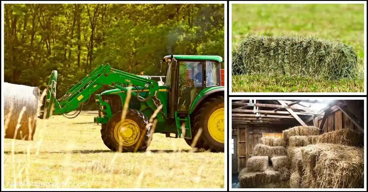 what-is-the-collective-noun-of-hay