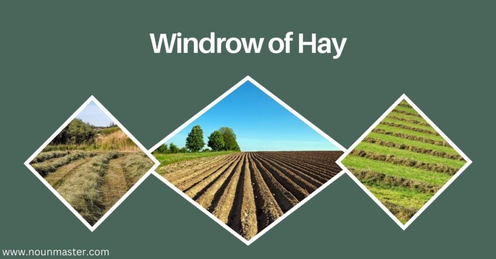 windrow-of-hay