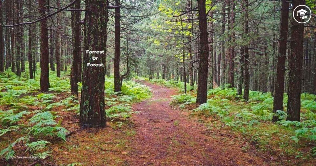 Forrest Or Forest