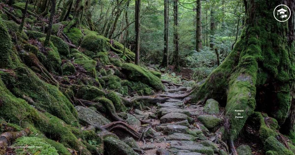 Pronouncing “Forest” vs. “Forrest” Correctly