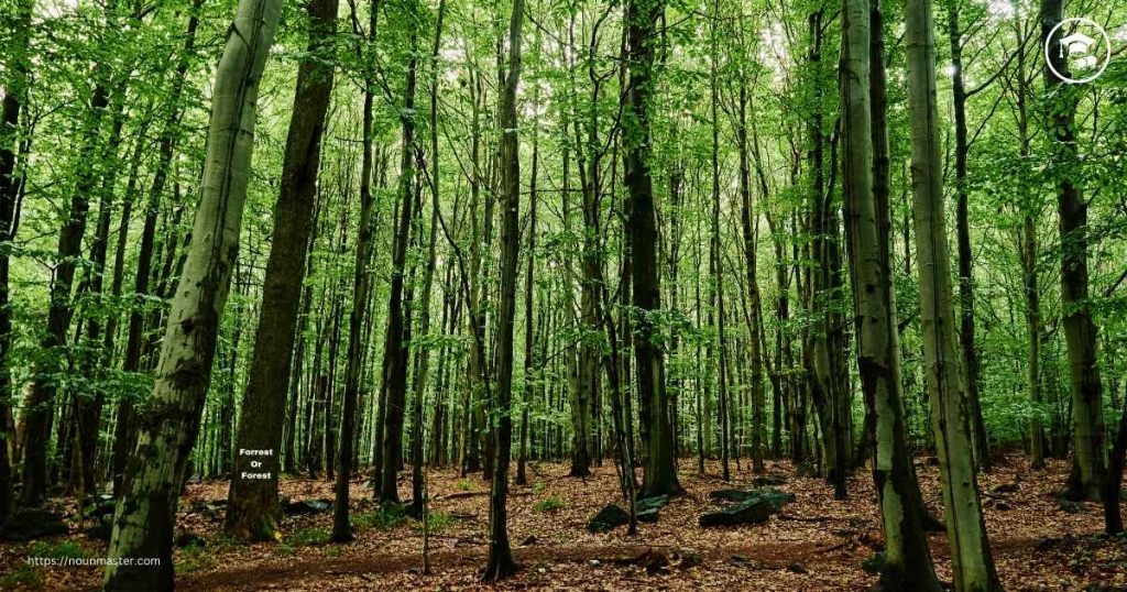 The Difference Between “Forrest” and “Forest”
