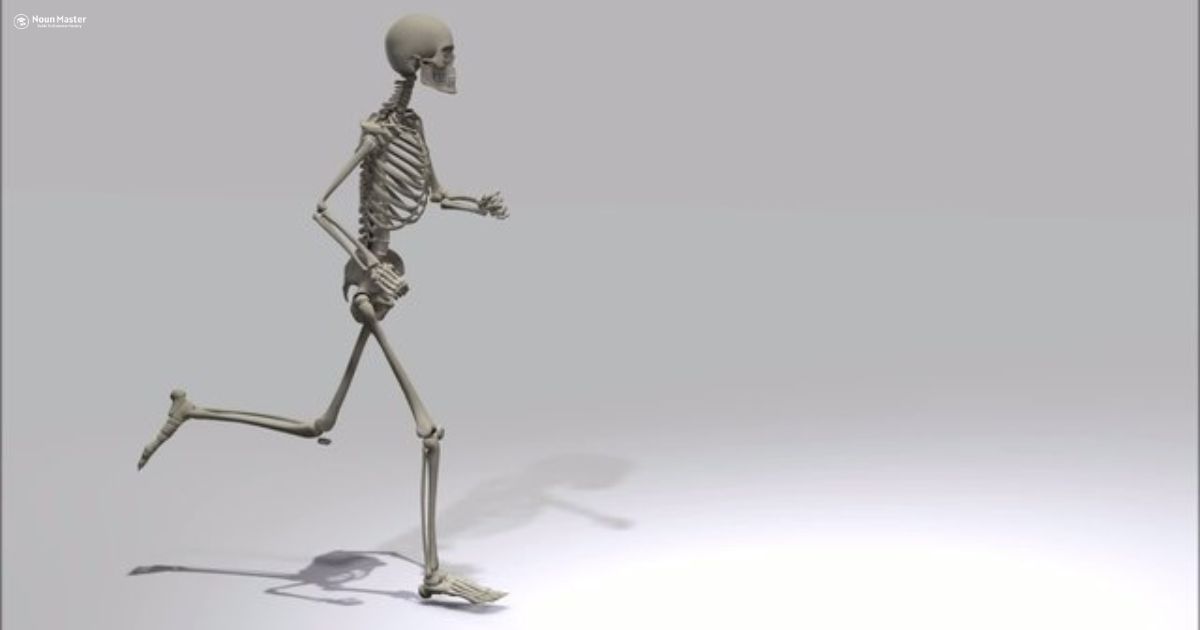 Choosing the Perfect Skeleton