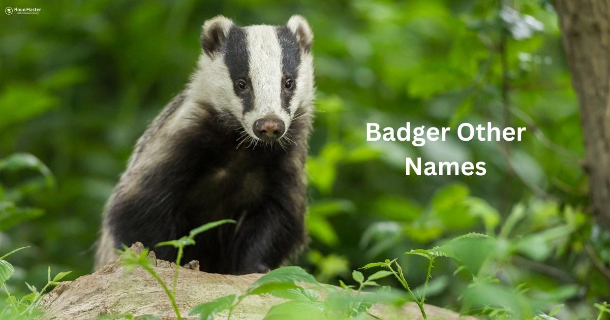 Badger Other Names