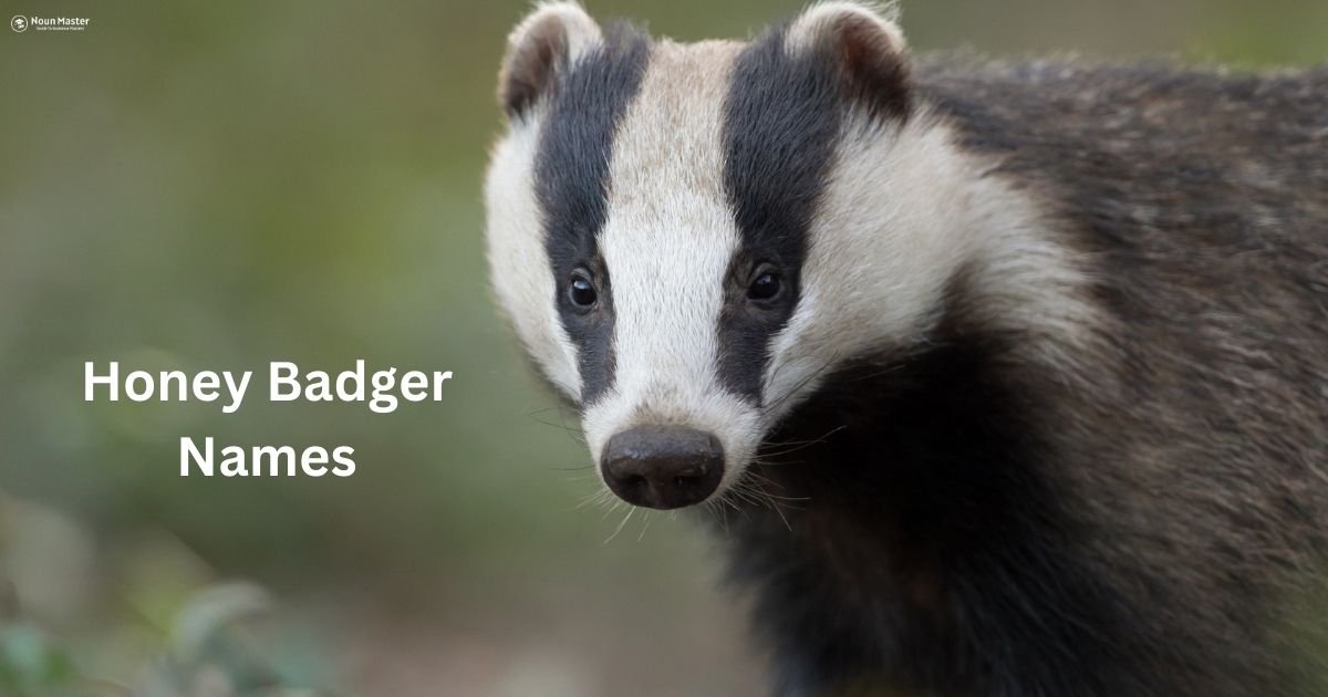 Honey Badger Names